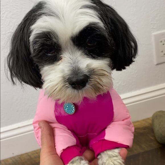 Meet your Posher, Sandy - Picture 4 of 4